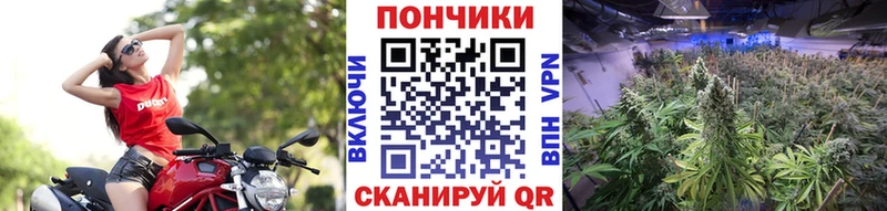 Конопля тримм Купить закладки Онега